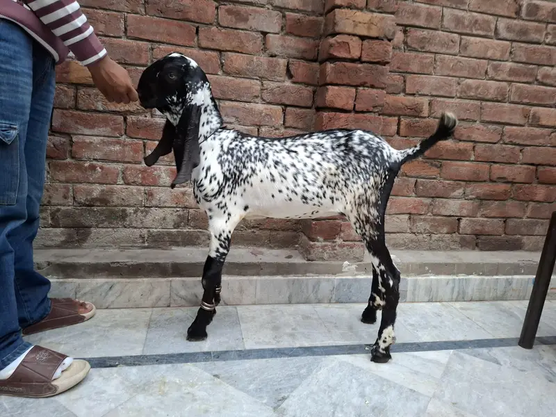 rajanpuri gaban path — photo 8