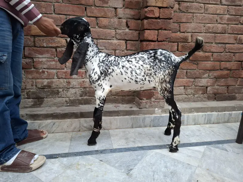rajanpuri gaban path — photo 9