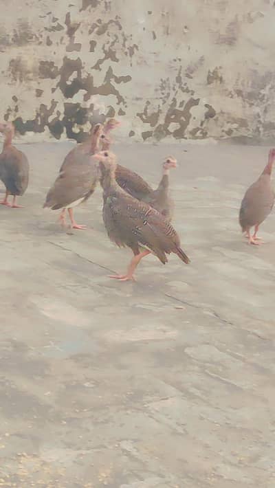 gunia fool