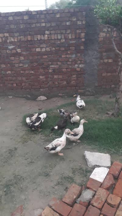 4 females or 1 male ready for laying eggs