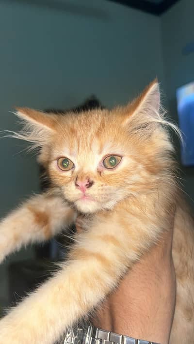 Brown persian cat