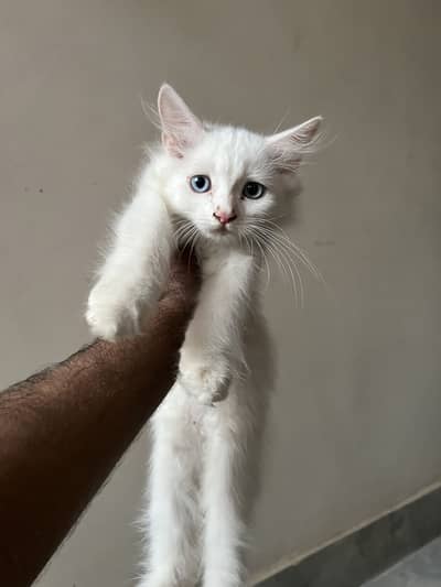 Persian Kittens Double Coated 2+ Months 3 Females & Blue-Eyed Male