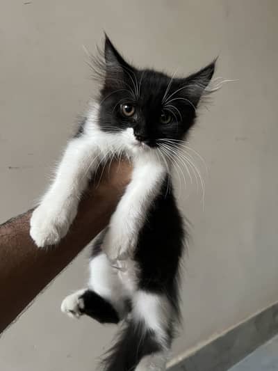 Persian Kittens Double Coated 2+ Months 3 Females & Blue-Eyed Male