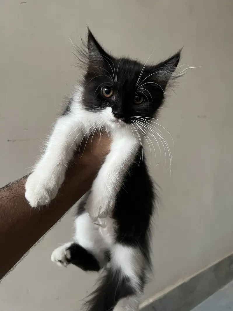 Persian Kittens Double Coated 2+ Months 3 Females & Blue-Eyed Male — photo 2