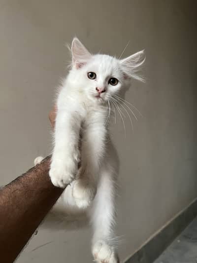 Persian Kittens Double Coated 3+ Months