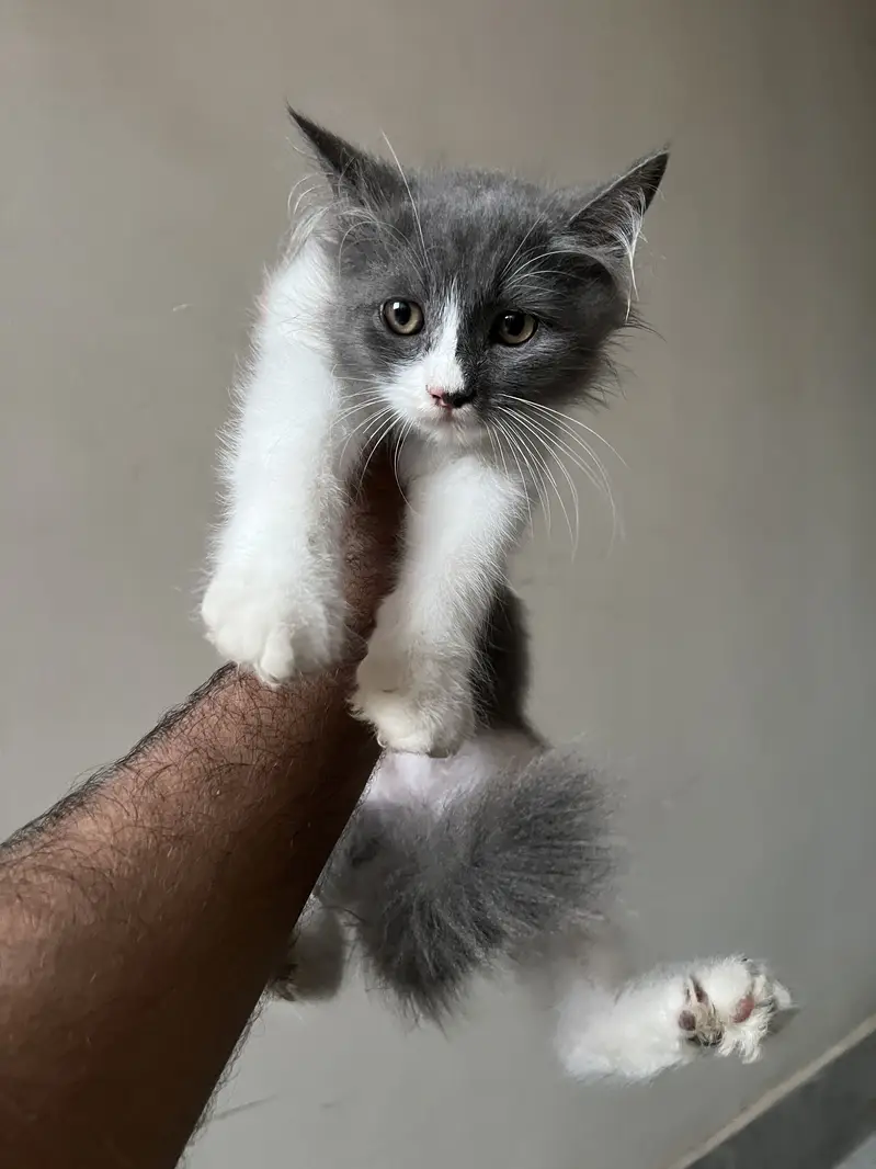 Persian Kittens Double Coated 2+ Months 3 Females & Blue-Eyed Male — photo 4