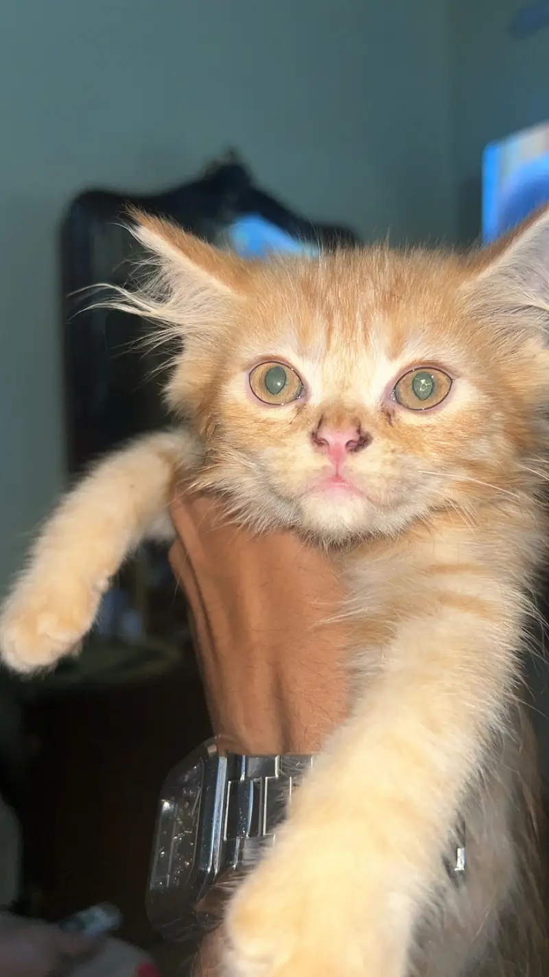 Brown persian cat — photo 2