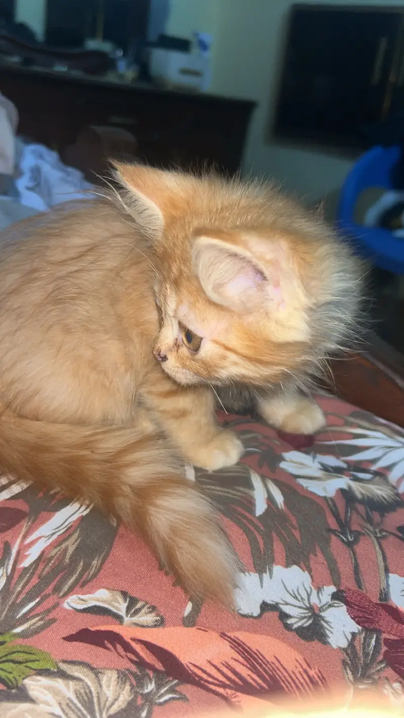 Brown persian cat — photo 3