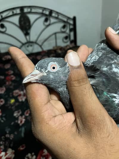 kabli