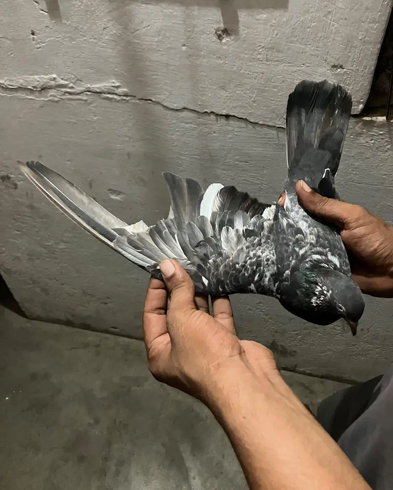 kabli — photo 3
