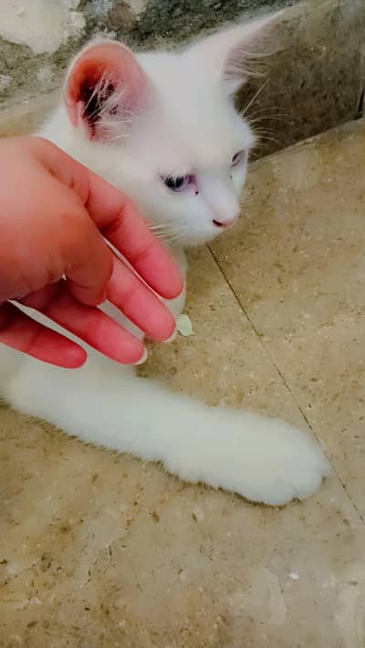 healthy Persian cat for sale