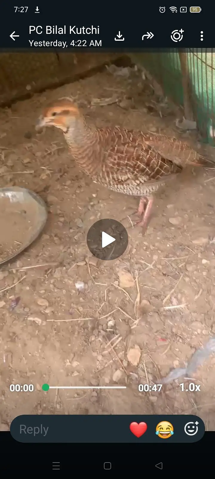 titer pier 3 bachio KY sat video 03452527462.03112225639 — photo 2