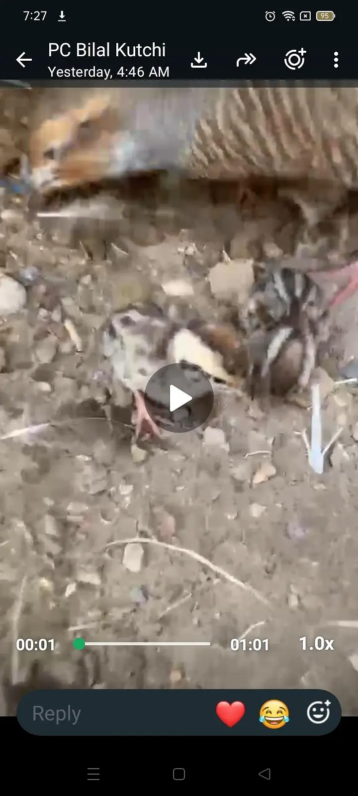 titer pier 3 bachio KY sat video 03452527462.03112225639 — photo 3