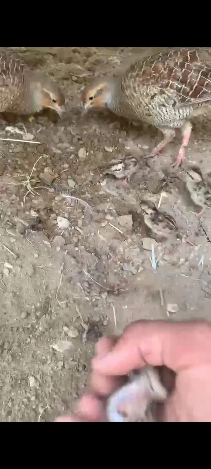 titer pier 3 bachio KY sat video 03452527462.03112225639 — photo 6