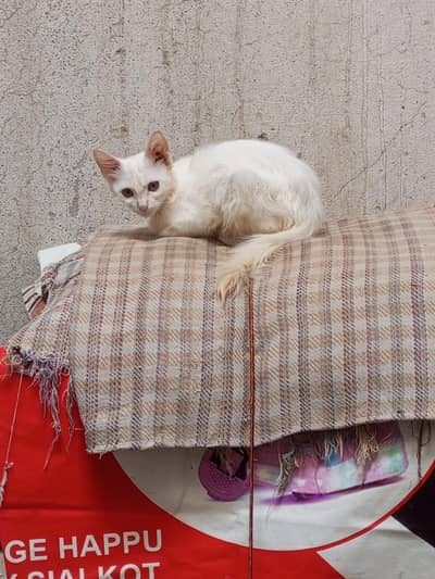 Persian cat for sale