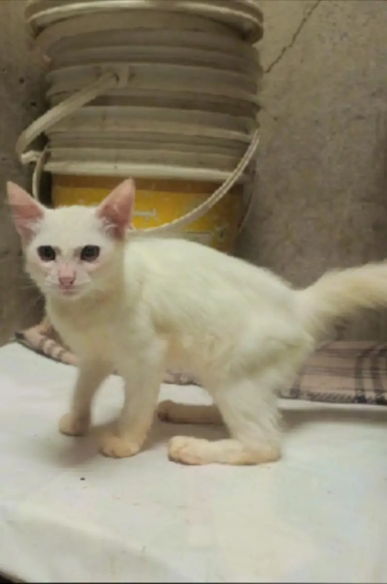 Persian cat for sale — photo 2