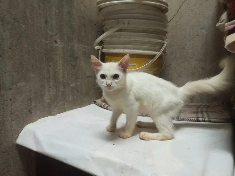Persian cat for sale — photo 3