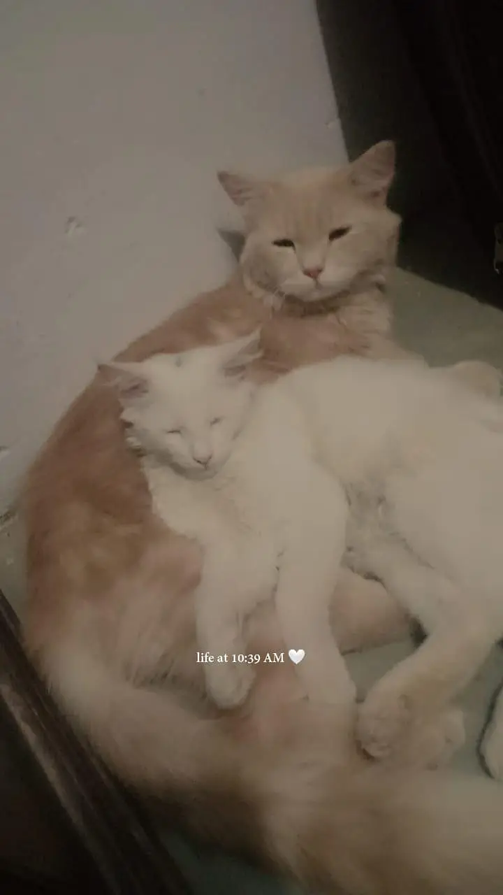 cute cats , persion cats , pair — photo 2