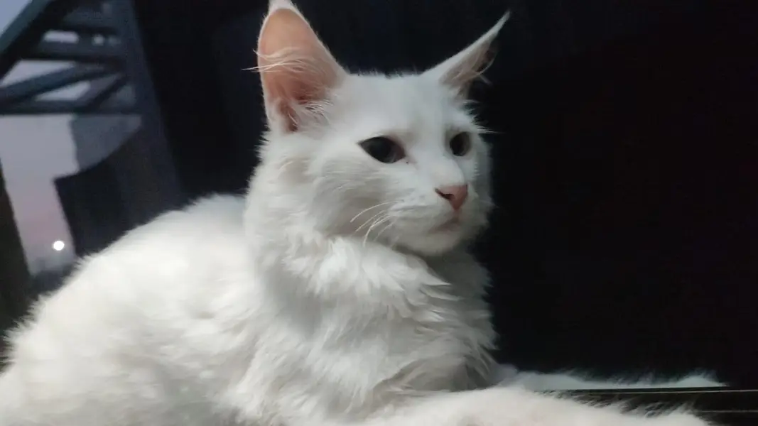 cute cats , persion cats , pair — photo 3
