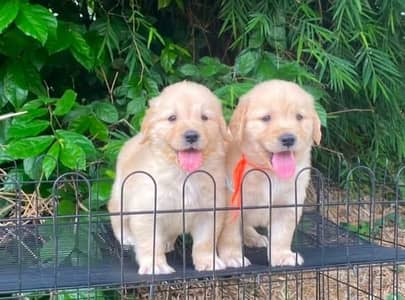 Imported parents golden retriever puppies available in hyd