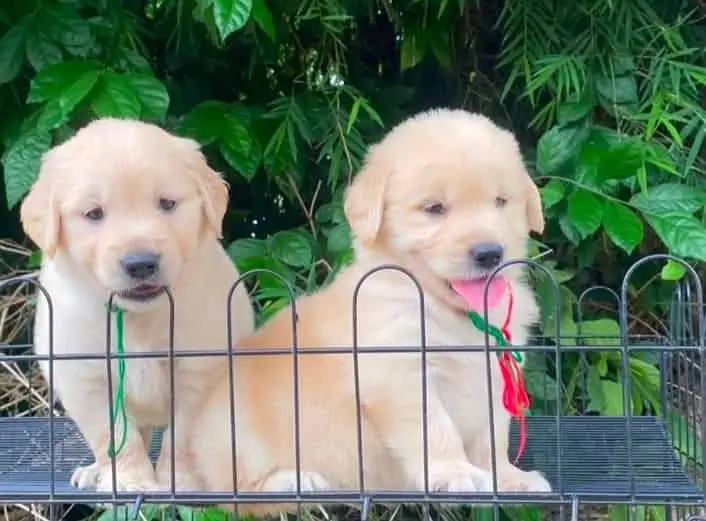 Imported parents golden retriever puppies available in hyd — photo 3
