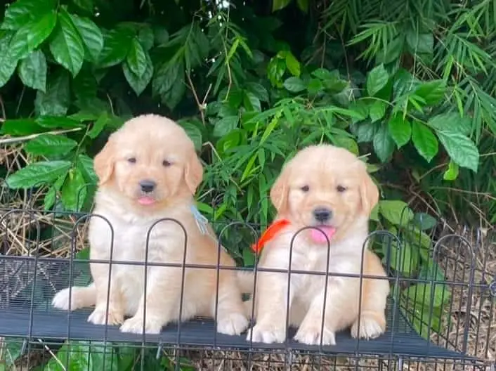 Imported parents golden retriever puppies available in hyd — photo 4