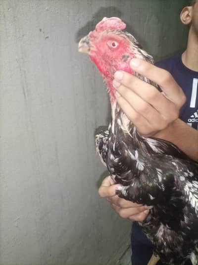 Shamo male