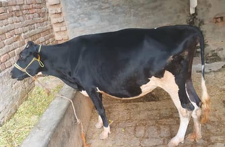 HF first timer cow  | 4 dant | gaban  گاۓ  |  Heifer Hf cow for sale