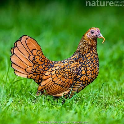 fancy hens chicks available for sale