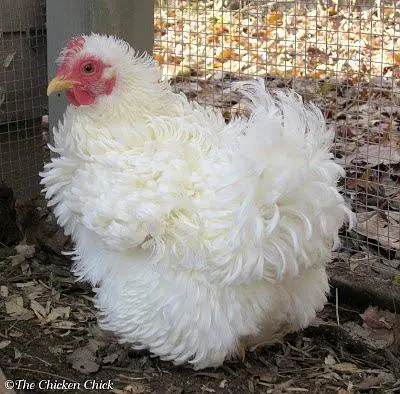 fancy hens chicks available for sale — photo 2