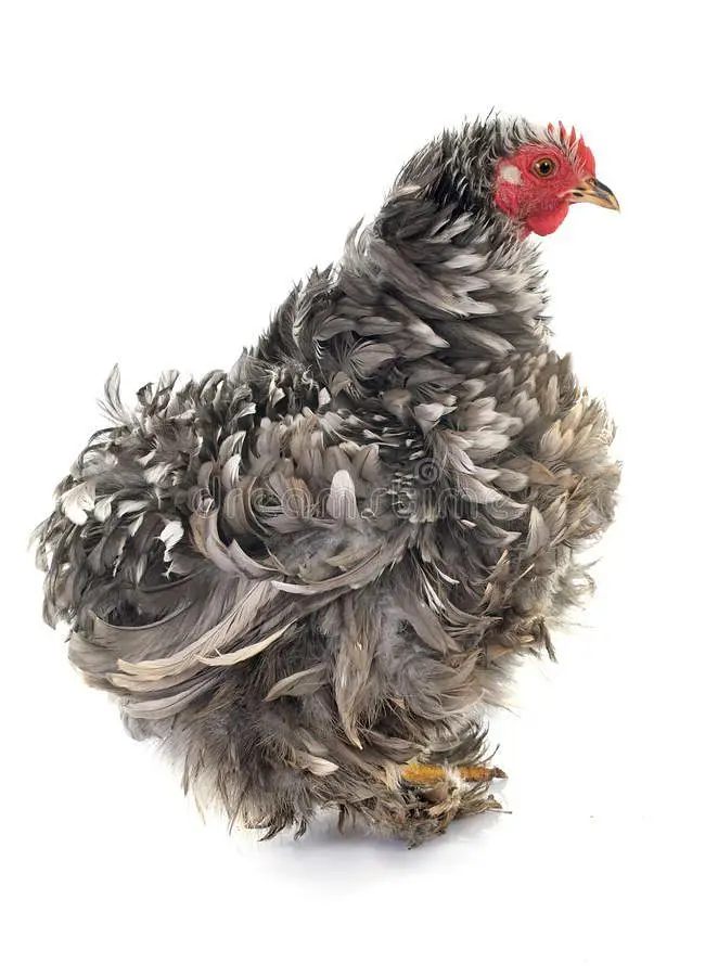 fancy hens chicks available for sale — photo 3