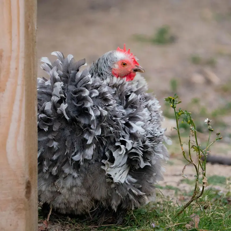 fancy hens chicks available for sale — photo 4
