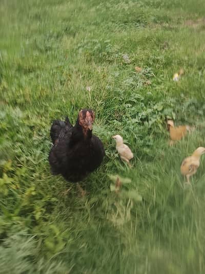 10 chiks and 5hens 10chiks for sale