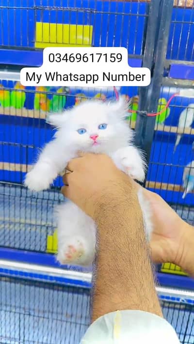 Persian kittens for sale