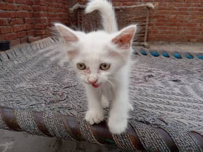 White Female kitten