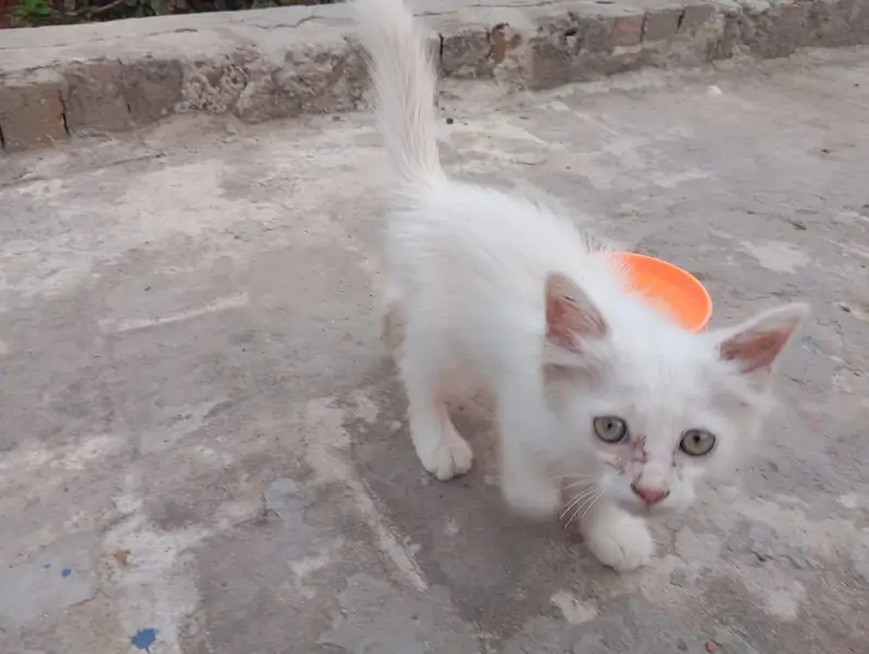 White Female kitten — photo 2