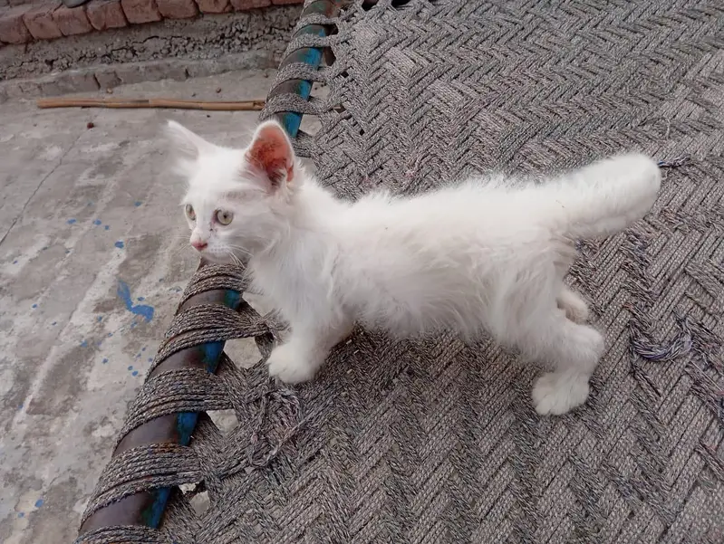 White Female kitten — photo 3