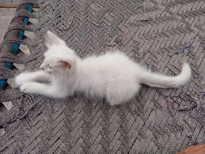 White Female kitten — photo 4