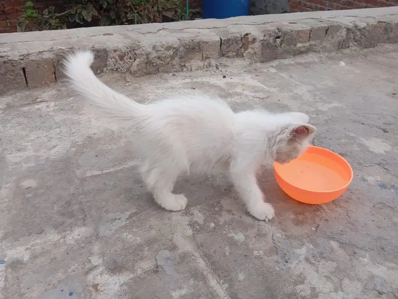 White Female kitten — photo 5