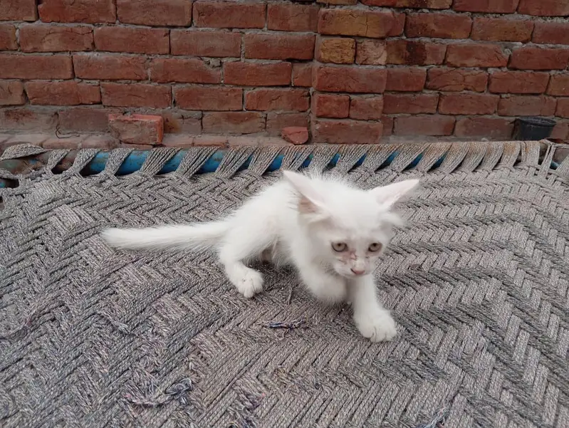 White Female kitten — photo 6