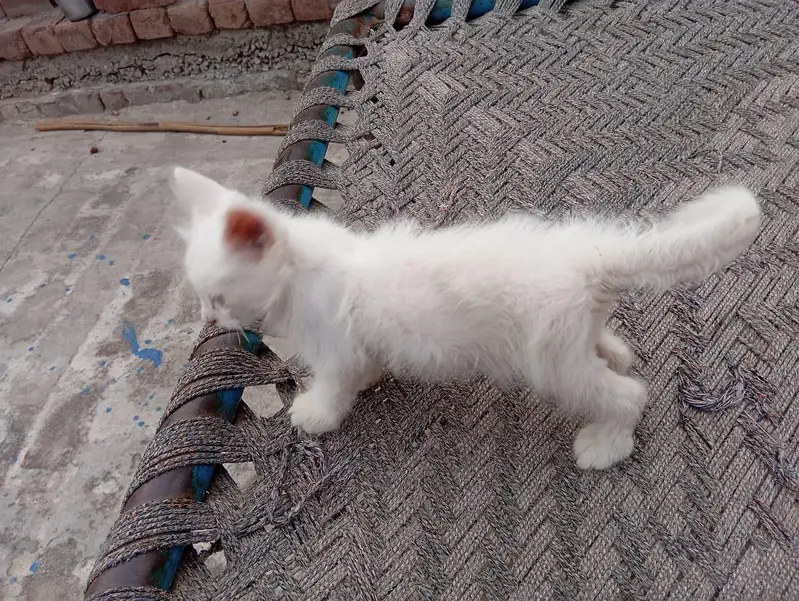 White Female kitten — photo 7
