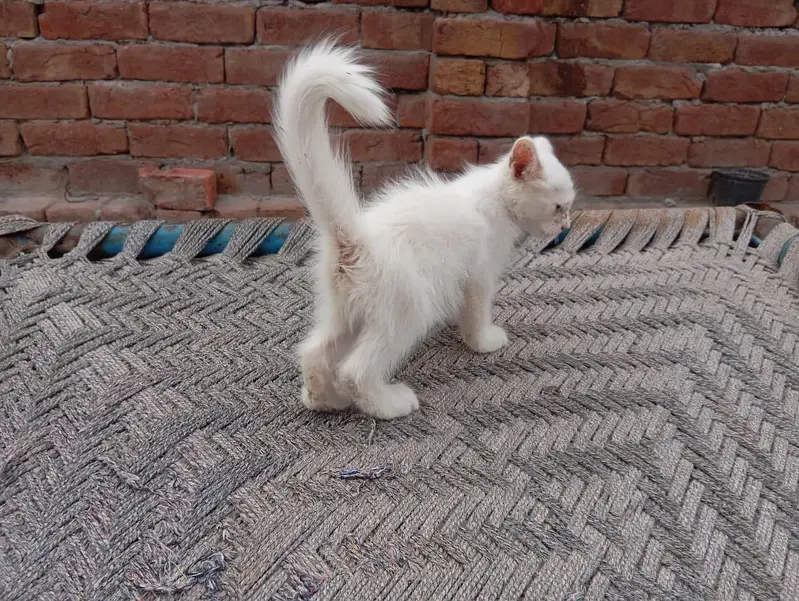 White Female kitten — photo 8