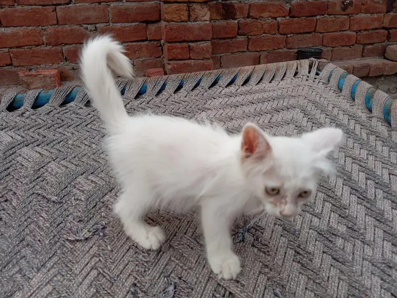White Female kitten — photo 9