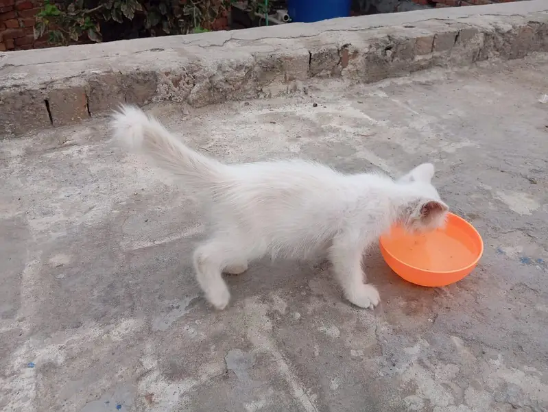 White Female kitten — photo 10