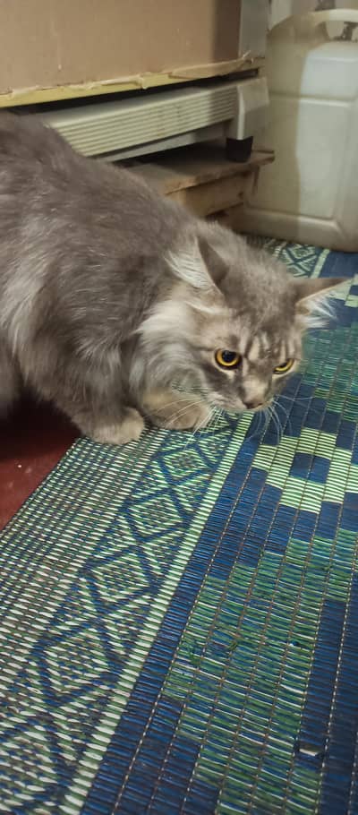 gray mix