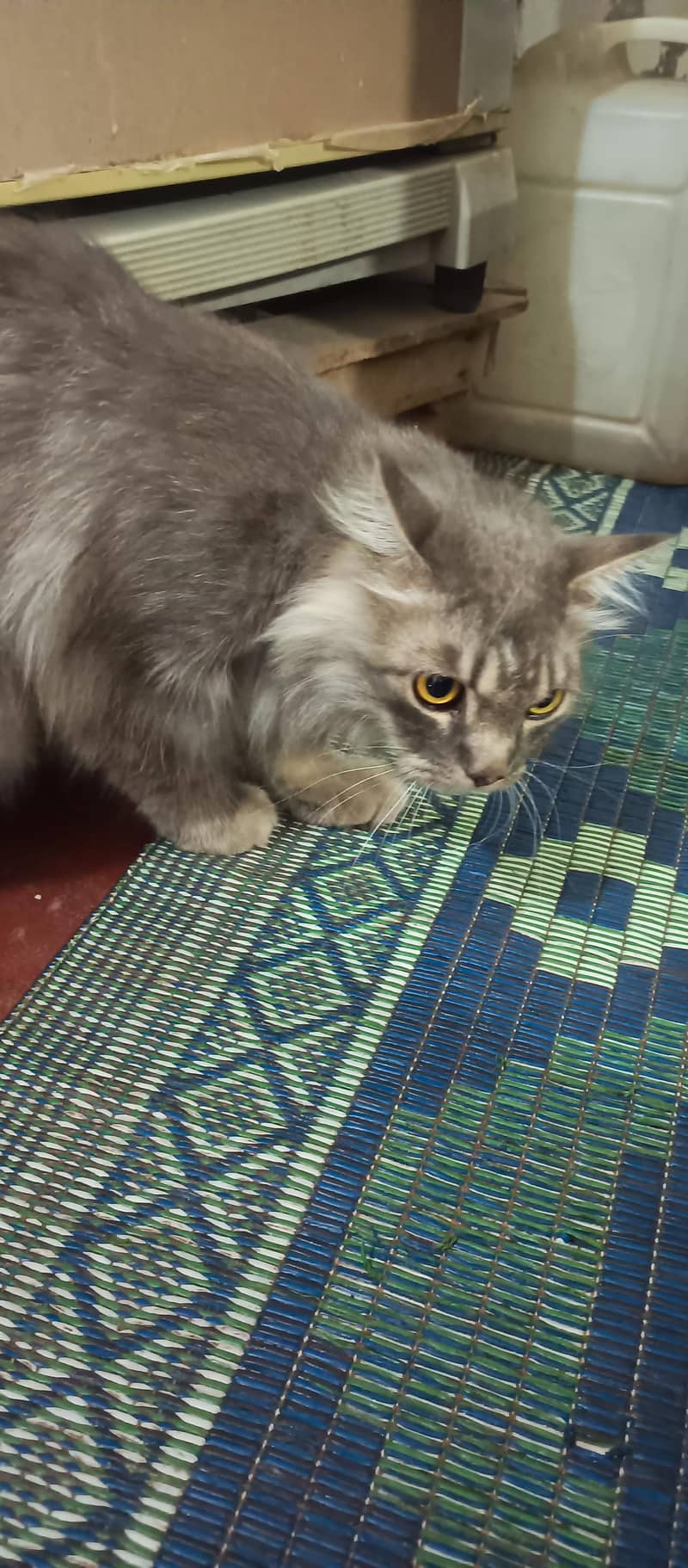 gray mix 0