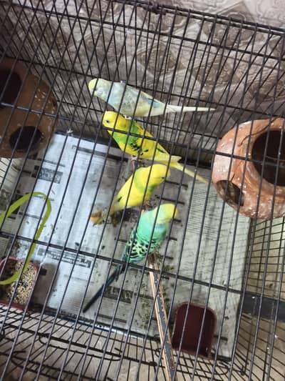 Australia birds 2 pairs for sale