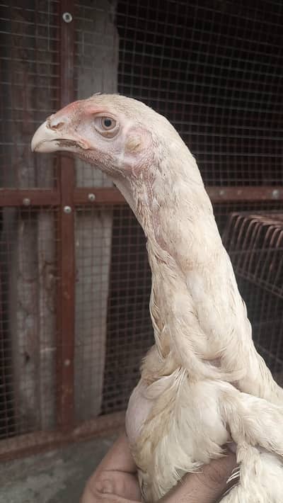 White German shamo 03278028313