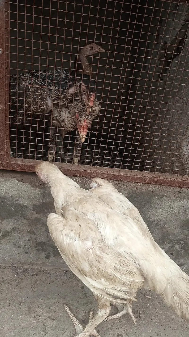 White German shamo 03278028313 — photo 3