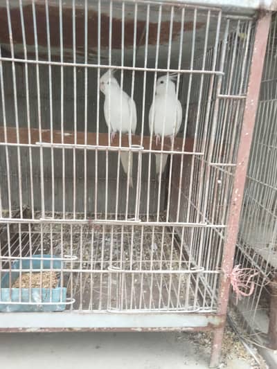 Cockatiel Albeno red eyes